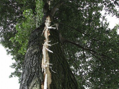 Ein vom Blitz gesprengter Baum Ein vom Blitz gesprengter Baum