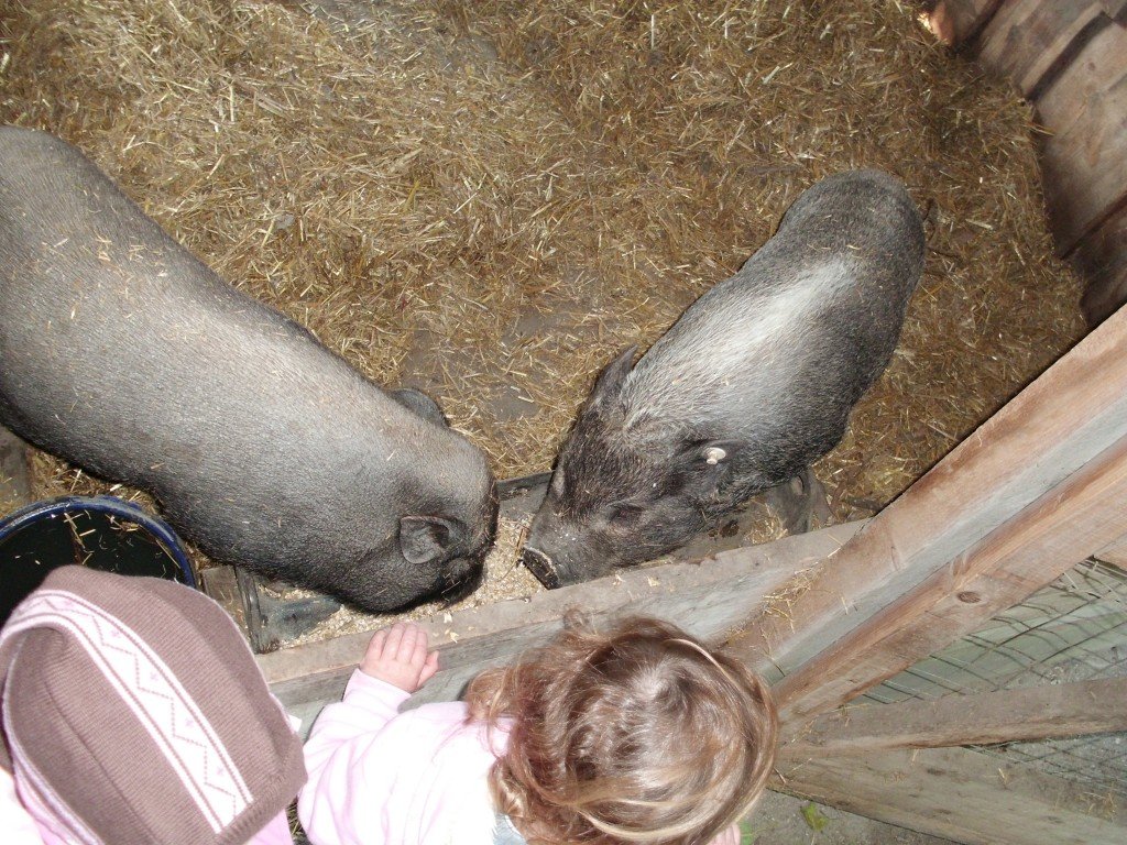 Die Schweine Fred und Frieda © kruemel86 Die Schweine Fred und Frieda © kruemel86