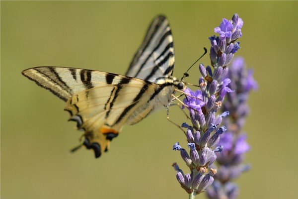 Flattermann auf Lavendel © kh143 Flattermann auf Lavendel © kh143