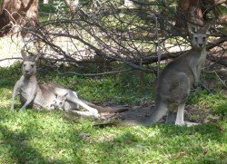 Kängurus in Australien