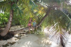 Tropenparadies mit Palmen - die Seychellen halten Wort