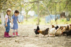Das Füttern von Tieren macht den meisten Kindern Spaß