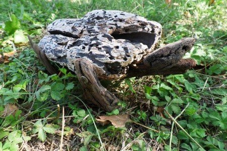 Kinder-Kunstprojekt: eine Schildkröte aus Schwemmholz © Travelfamily.de Kinder-Kunstprojekt: eine Schildkröte aus Schwemmholz © Travelfamily.de