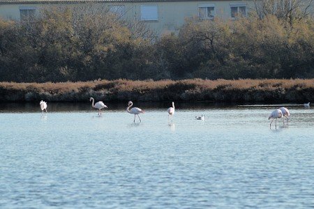 Flamingos in freier Wildbahn - mitten in Europa © travelfamily.de Flamingos in freier Wildbahn - mitten in Europa © travelfamily.de