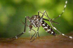 Die asiatische Aedes-Mücke - auch bekannt als "Tiger Moskito"