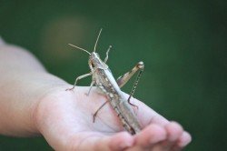 Iiieh, ein Krabbelvieh! Eigentlich ganz interessant...