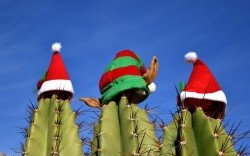 An Weihnachten verreisen oder daheim bleiben?