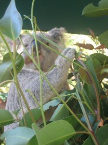 Koalabär in Australien © KidsAway Koalabär in Australien © KidsAway