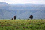 Elefanten im weitläufigen Addo National Park © Kerstin