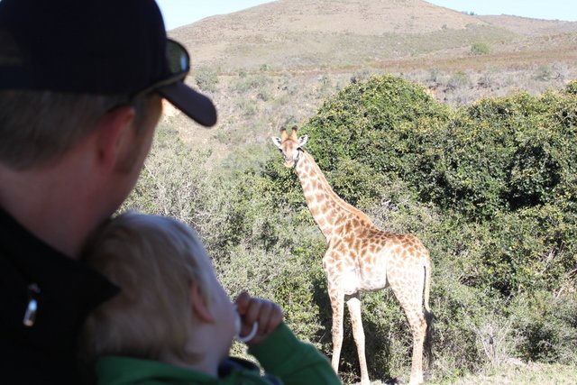 Aug in Aug mit einer Giraffe (Jeepsafari im Buffalo Hills Game Reserve) © Kerstin