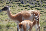 Guanako, Kamelart in den Anden © Elternzeitreise