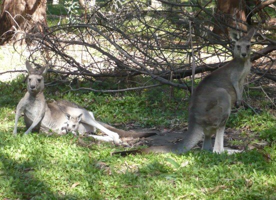 Insidertipps für eine Reise mit Kindern nach Australien