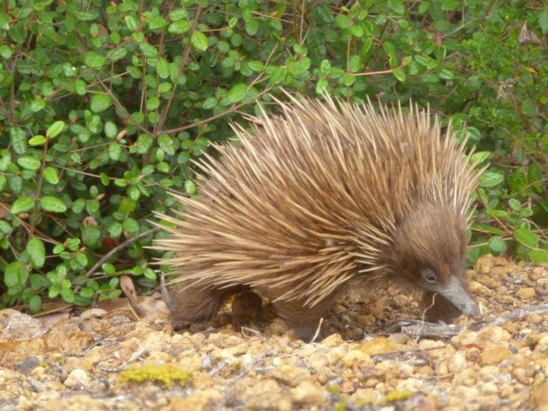 Ein Ameisenigel auf Kangaroo Island © Margarethe Pfeifer