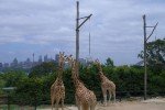 Im Toronga Zoo in Sydney haben Giraffen die beste Aussicht. © JudithQuick