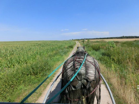 Hoch auf dem gelben Wagen… Eine Planwagenreise mit dreieinhalb Kindern