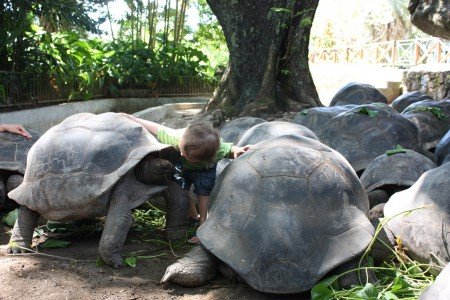 Jung und Alt treffen sich auf La Curieuse (das Foto entstand allerdings im Botanischen Garten auf Mahé) © www.flind.de Jung und Alt treffen sich auf La Curieuse (das Foto entstand allerdings im Botanischen Garten auf Mahé) © www.flind.de