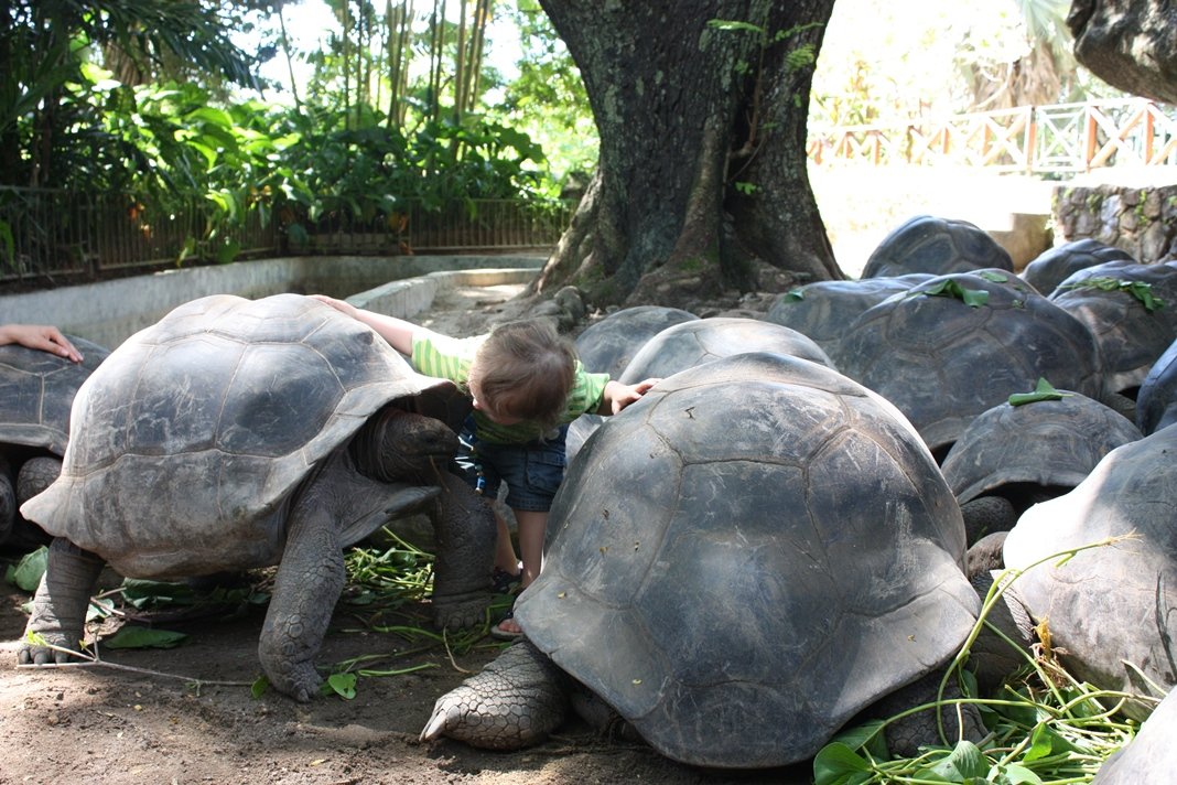 Jung und Alt treffen sich auf La Curieuse (das Foto entstand allerdings im Botanischen Garten auf Mahé) © www.flind.de