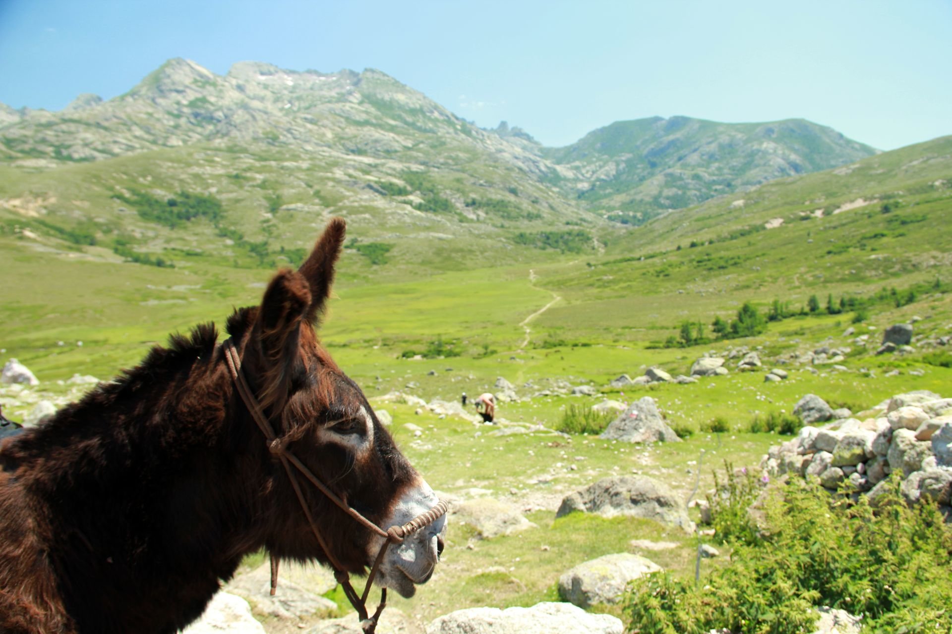 Esel Bronco vor korsischer Idylle © Christine Hutterer