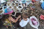 Die Reisehasen auf dem local market auf Sumatra © ilya2014