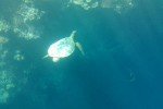 Schildkröte während der Glasbodenboot Fahrt © missbubi