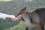 Känguru füttern im Billabong Wildlife Park © missbubi