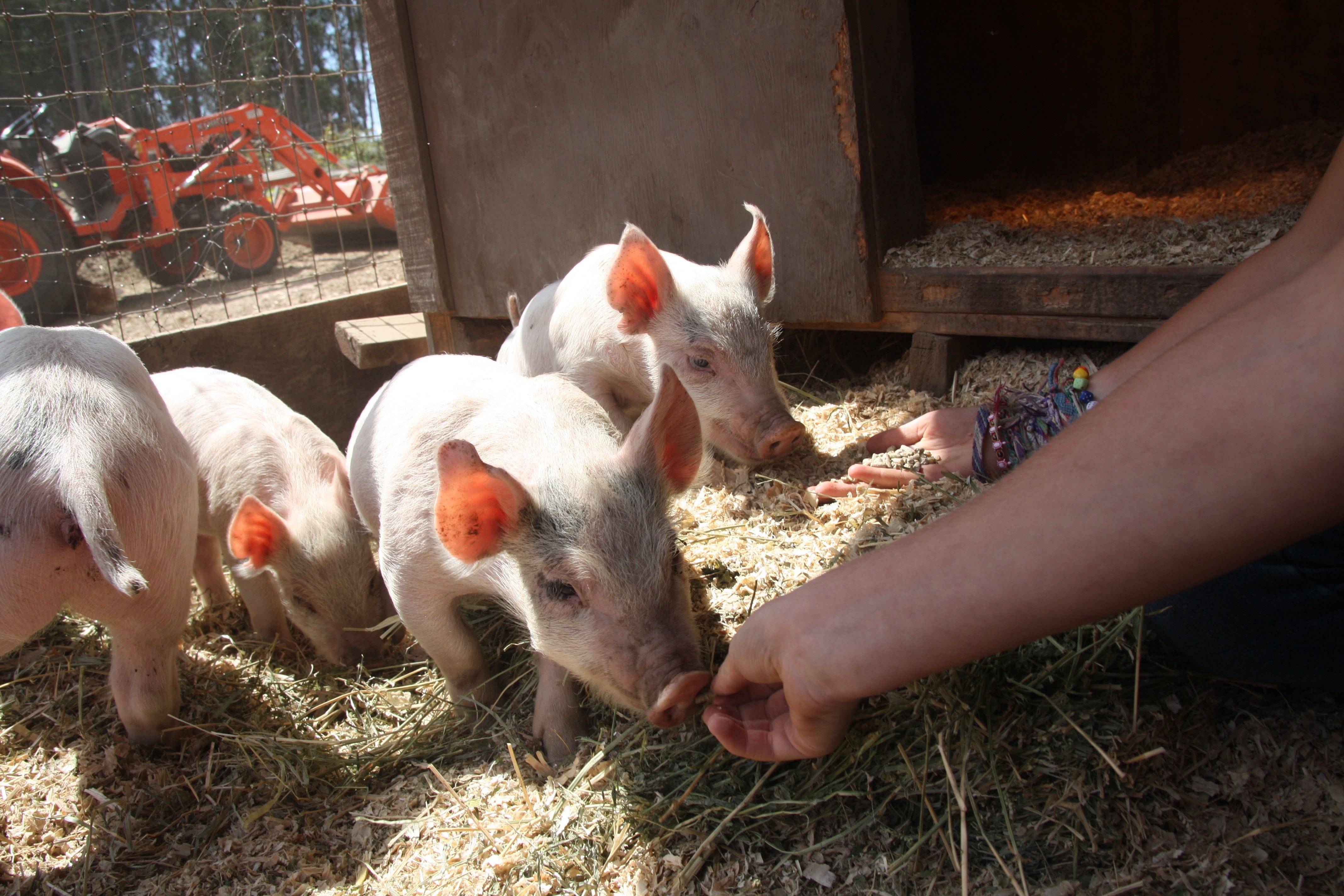 Tiere erlebt man beim Wwoofen hautnah © Kristin Schuster