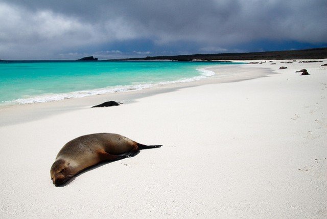 Seelöwen an der Gardner Bay auf Espanola, einer der Galapagos-Inseln © Flickr/Mark Rowland Seelöwen an der Gardner Bay auf Espanola, einer der Galapagos-Inseln © Flickr/Mark Rowland