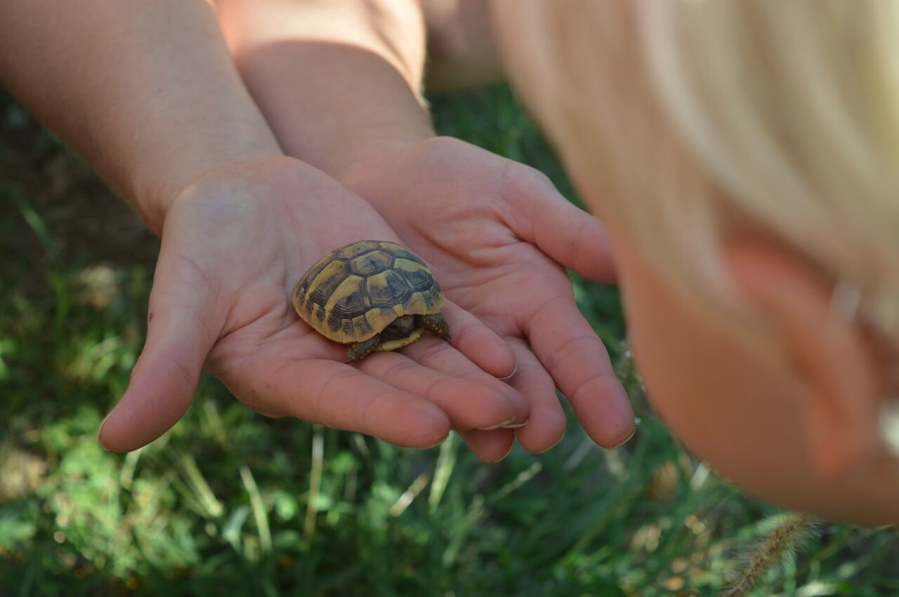 Biologieunterricht live in der Schildkrötenauffangstation © travelfamily.de