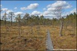 Wanderung im Kärnskogsmossen Naturreservat, Östergötland, Schweden © Nicky2