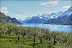 Obstbäume am Hardangerfjord, Norwegen © Nicky2