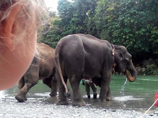 Welches Kind mag nicht Elefanten waschen? © Ilyanikaaufreisen.com