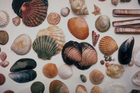 Aus mitgebrachten Muscheln kann man so vieles basteln! © Wikimedia Commons Aus mitgebrachten Muscheln kann man so vieles basteln! © Wikimedia Commons