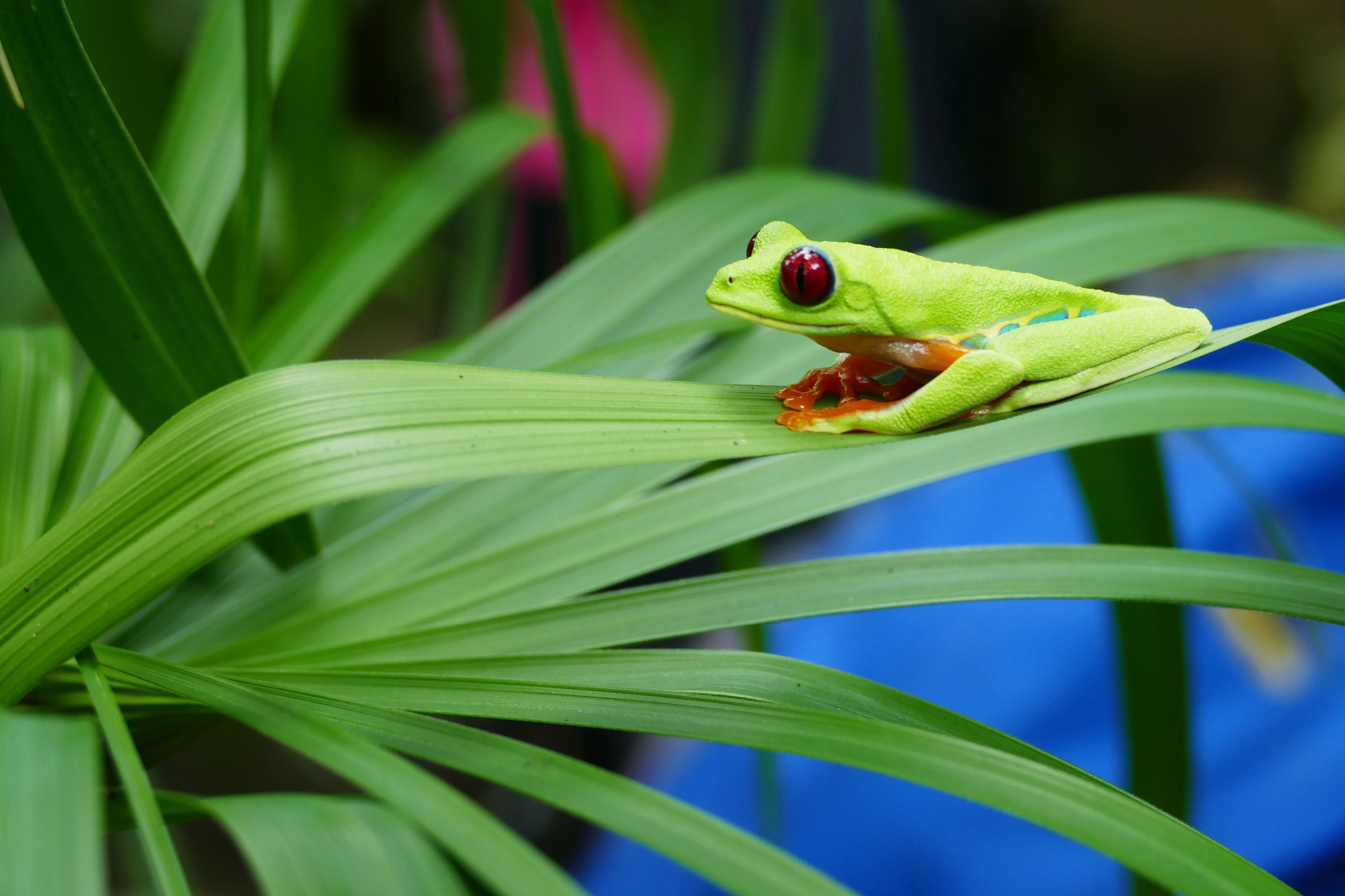 Unglaubliche Tierwelt © CostaRicamitKind