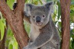 Koala im Billabong Sanctuary © Anonym