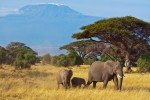 Diese Elefantenfamilie kann Ihnen im Nationalpark begegnen © Fairaway