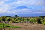 Zebras entdecken am Fuße des Kilimanjaros © Fairaway