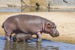 Dieses Nilpferdkind fühlt sich im Serengeti-Park geborgen bei seiner Mama © Fairaway