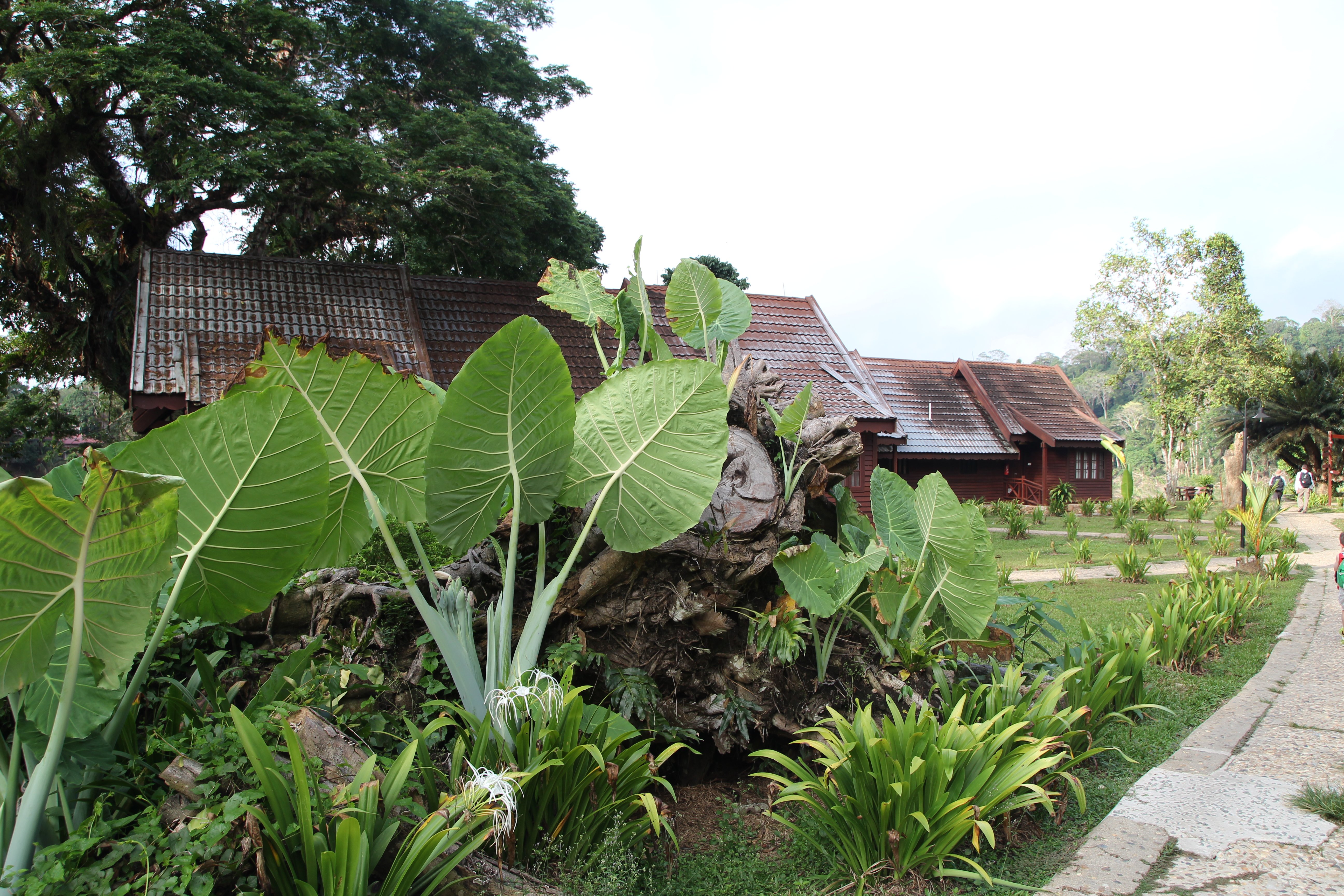 Eine Regenwald-Tour in Malaysia ist ein echtes Abenteuer © www.flind.de